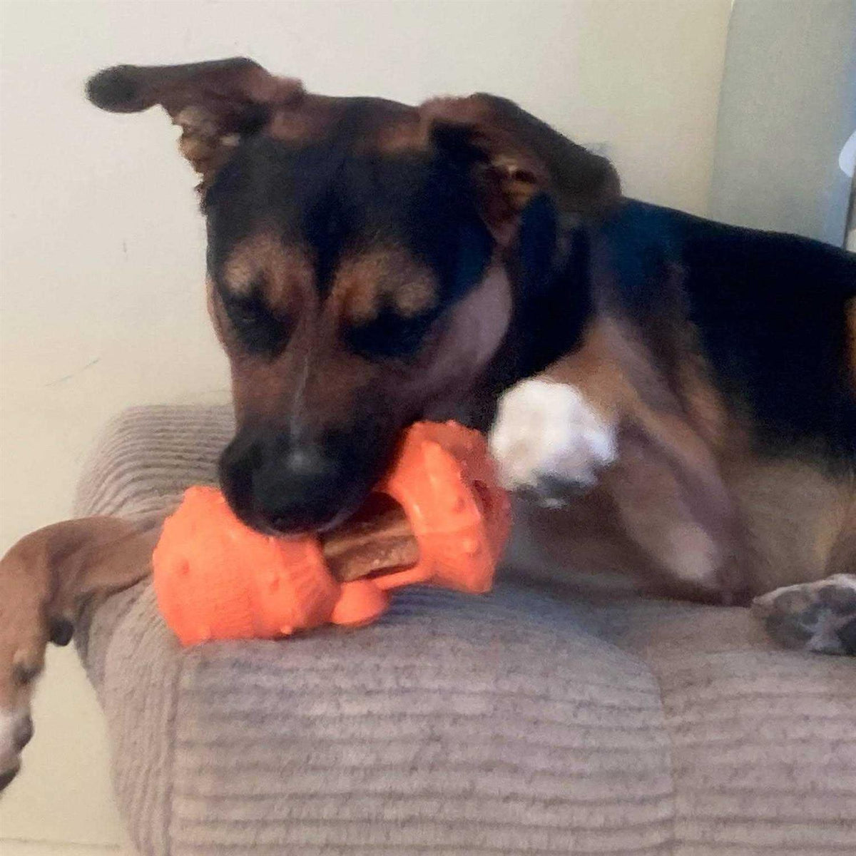 Dog Chew Toy P2311
