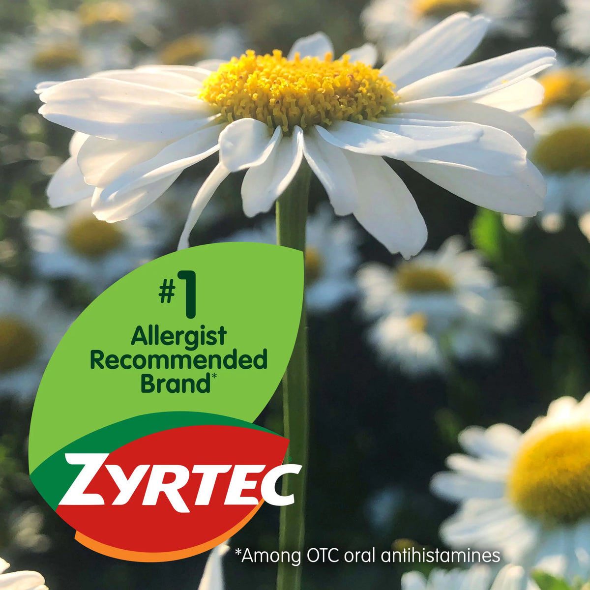 24 Hour Allergy Relief Tablets, 30+10 Ct A8146