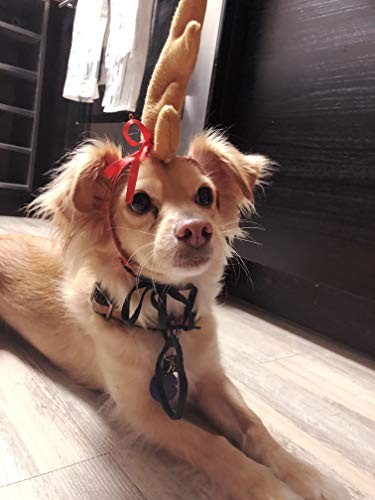Reindeer Antler Dog Halloween Costume M769