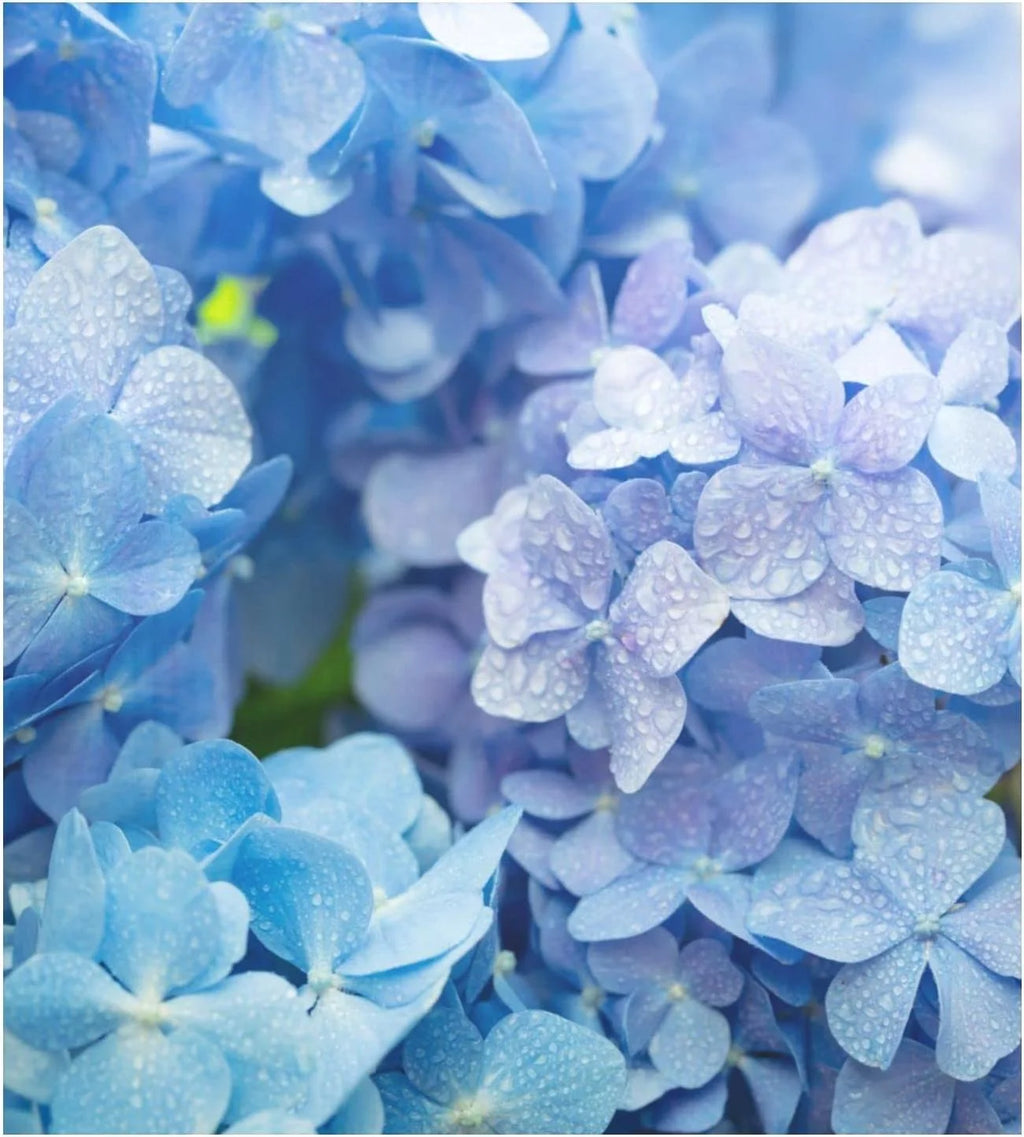 Blue Hydrangea Flowers Dishwasher Magnet Cover V666042