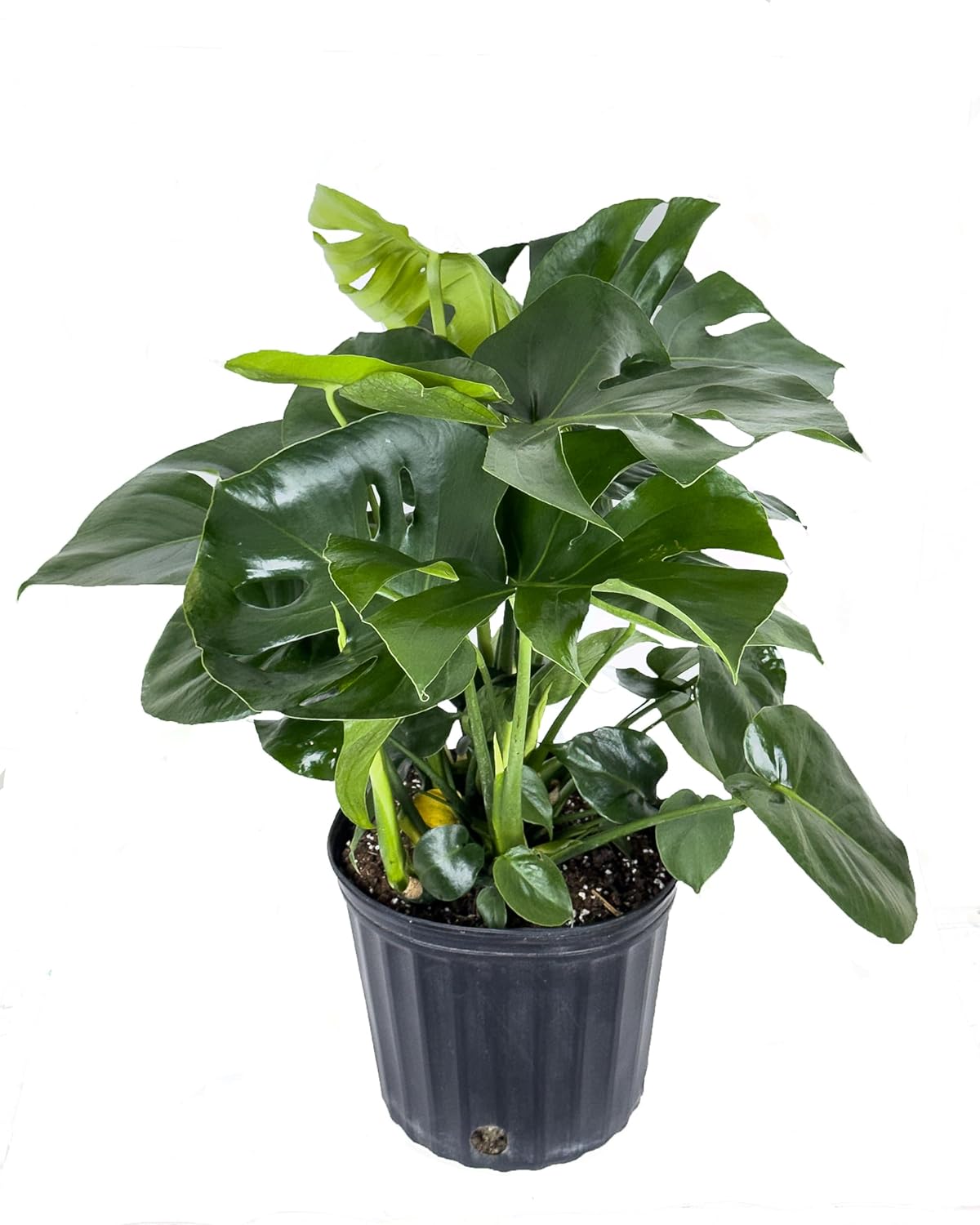 Large Swiss Cheese Plant in Grower Pot, 2-3 Feet Tall S376409
