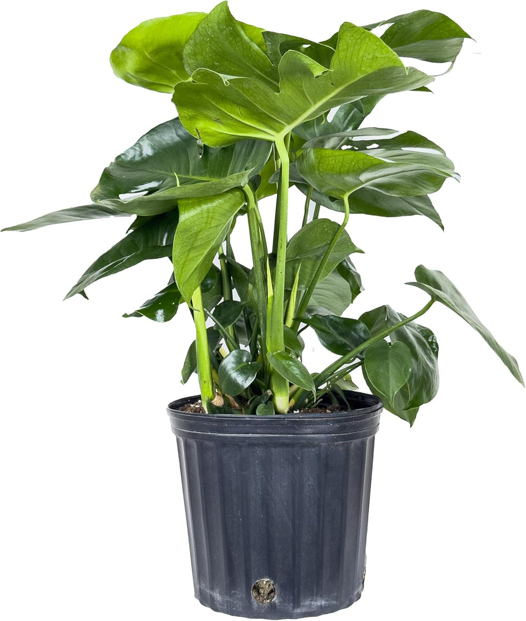 Large Swiss Cheese Plant in Grower Pot, 2-3 Feet Tall S376409