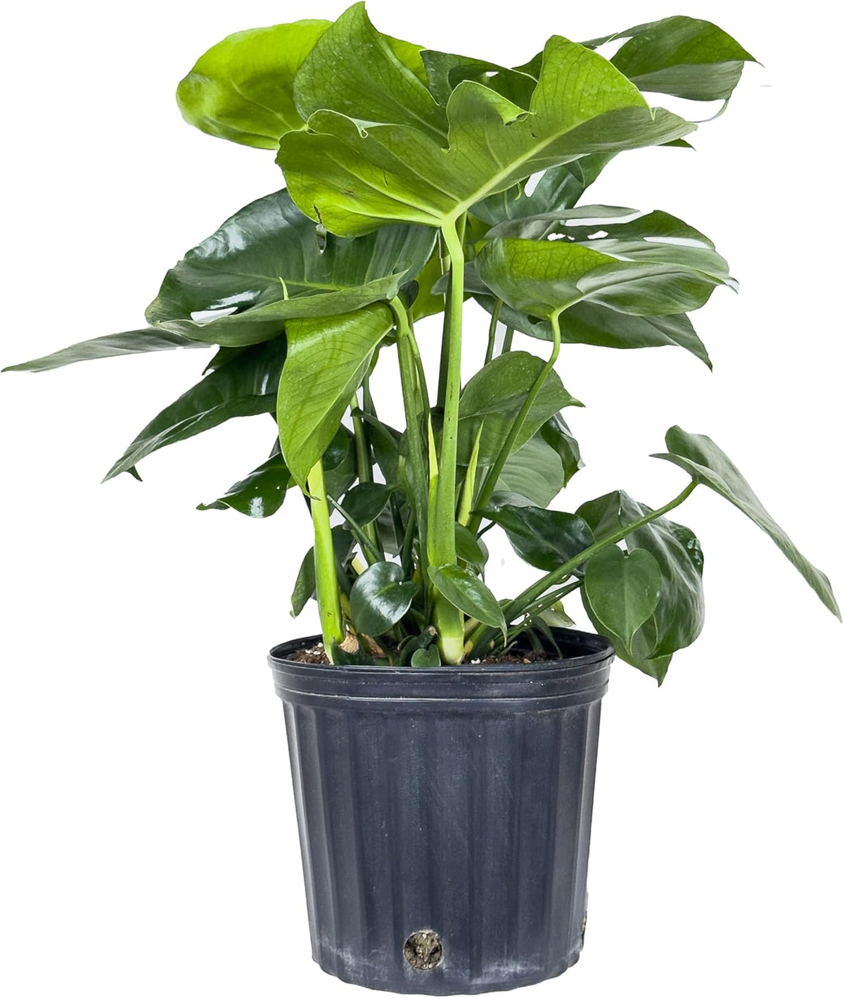 Large Swiss Cheese Plant in Grower Pot, 2-3 Feet Tall S376409