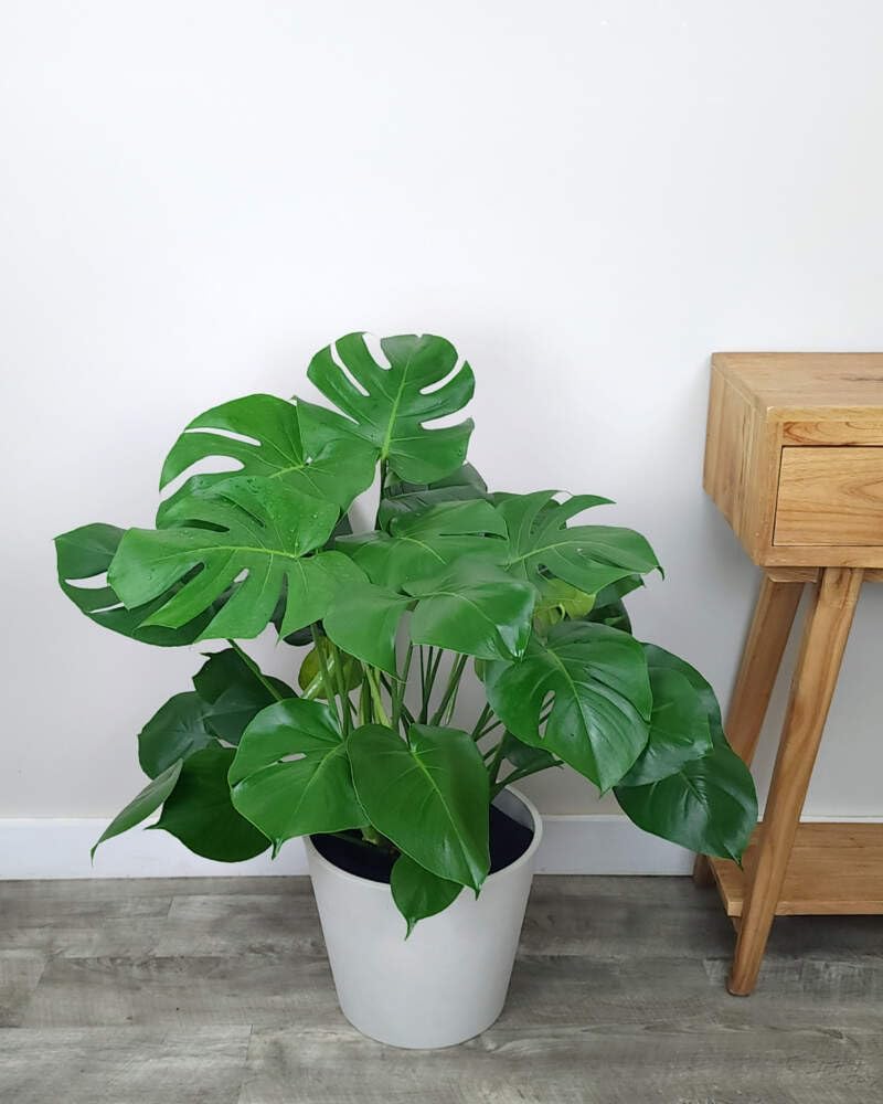 Large Swiss Cheese Plant in Grower Pot, 2-3 Feet Tall S376409