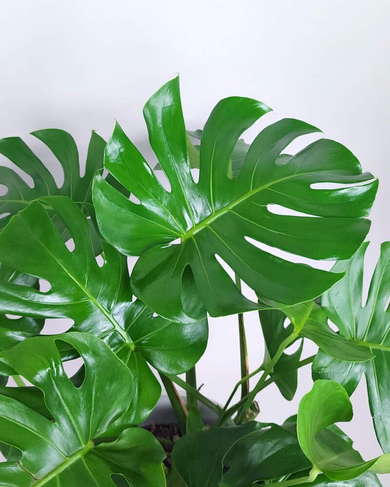 Large Swiss Cheese Plant in Grower Pot, 2-3 Feet Tall S376409