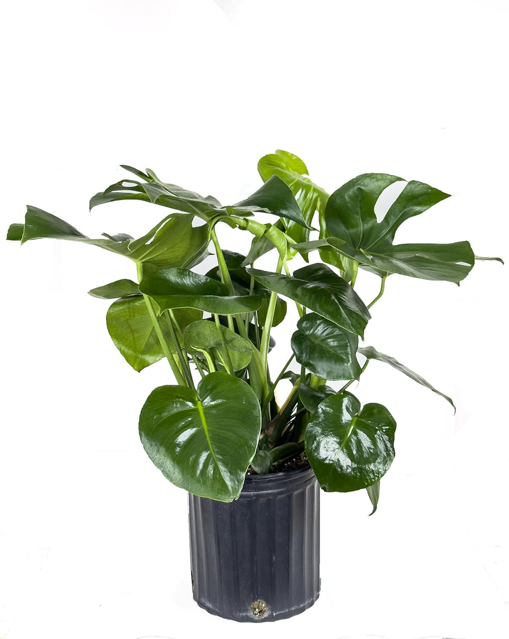 Large Swiss Cheese Plant in Grower Pot, 2-3 Feet Tall S376409