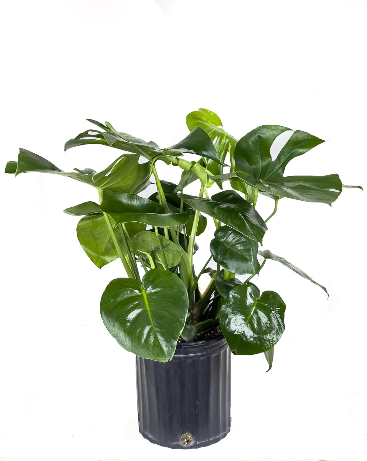 Large Swiss Cheese Plant in Grower Pot, 2-3 Feet Tall S376409