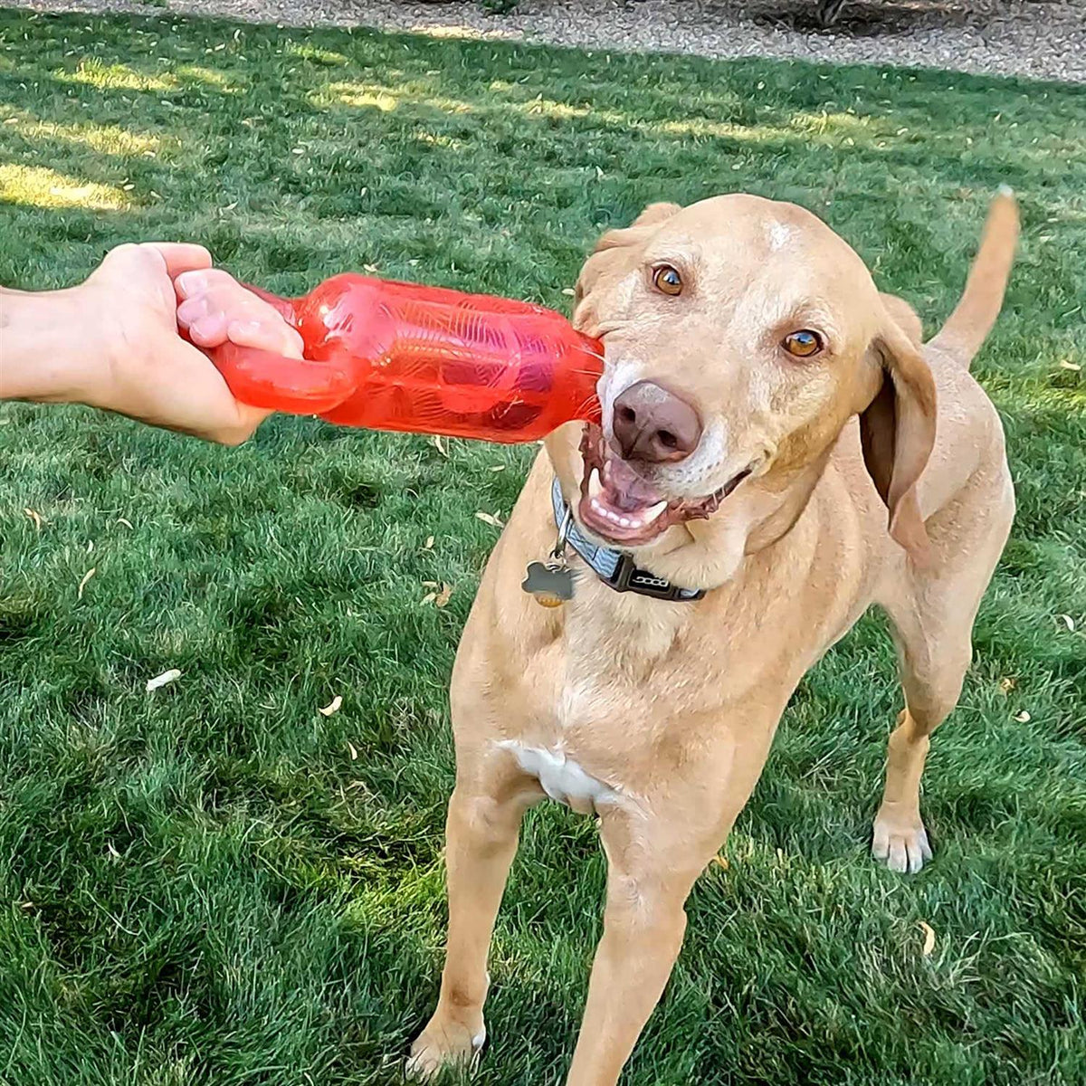 Dog Toy I16995