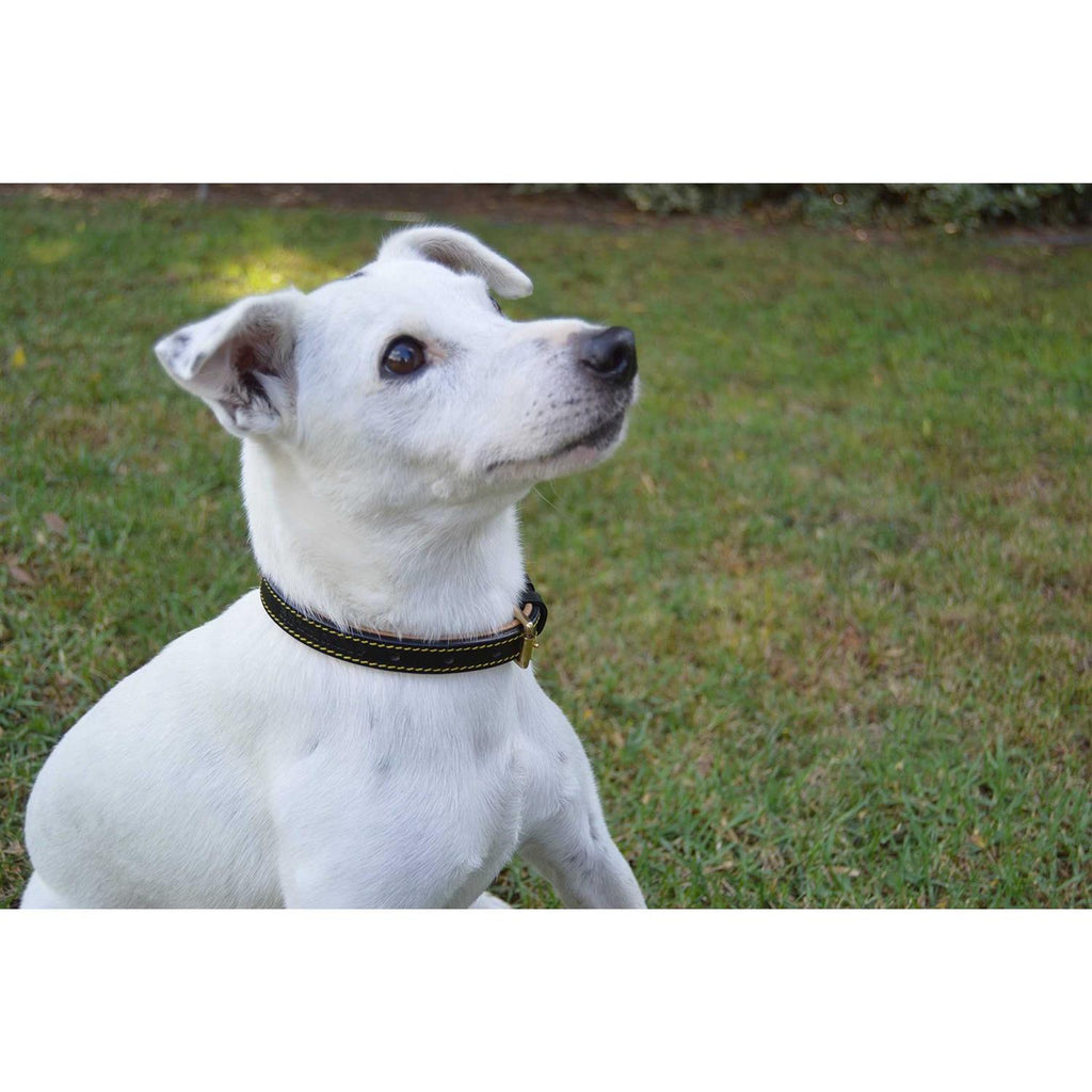 Leather Padded Dog Collar R360827